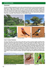 Show details for Roberts Bird Guide Greater Kruger National Park (Second Edition)