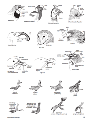 Show details for Roberts Birds of Southern Africa 7th Edition