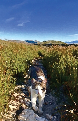 Show details for Rumi