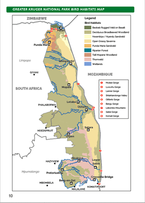 Show details for Roberts Bird Guide Greater Kruger National Park (Second Edition)