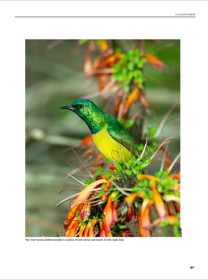 Show details for Roberts Sunbirds and Sugarbirds of Southern Africa