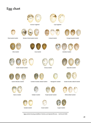 Show details for Roberts Sunbirds and Sugarbirds of Southern Africa