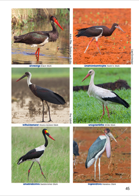 Show details for Roberts Birds of Kwazulu-Natal and their Zulu Names