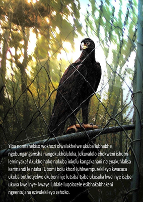 Show details for The Eagle Story - Xhosa