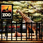 Show details for The Eagle Story