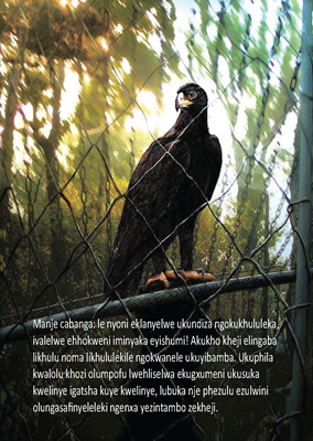 Show details for The Eagle Story - Zulu