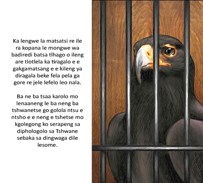 Show details for The Eagle Story - Setswana