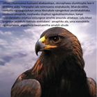 Show details for The Eagle Story - Zulu